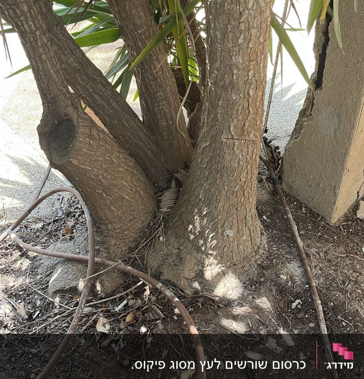 גזעים עבים עם סימני גיזום וענפים ירוקים